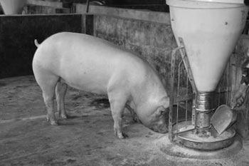 猪儿正在吃桑叶发酵饲料。