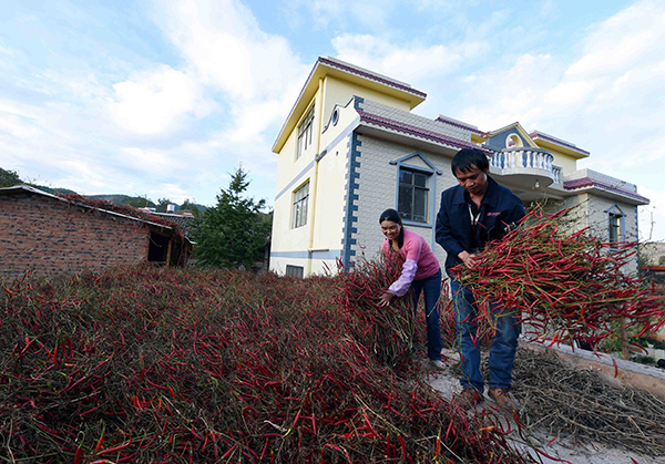 10月19日，宣威市务德镇农民徐天留和妻子在整理刚收回家的辣椒。