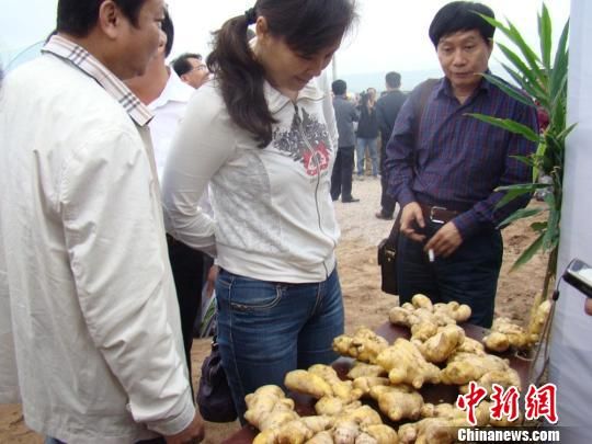广东梅州：柚子产业富农家
