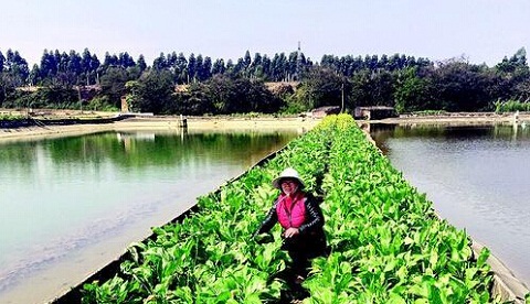 广东女子自学鳗鱼养殖 年近半百成功致富