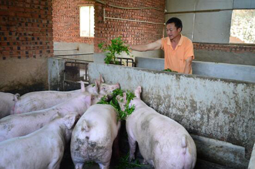 孙作清：回乡创业搞生态猪养殖致富