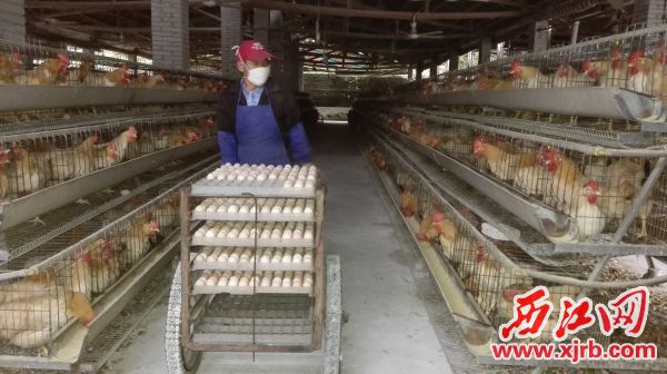 母鸡场内，工人正在捡蛋。
