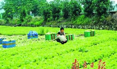 广东清远连州市西江镇农户种生菜年产值过亿元