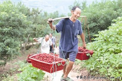 杨梅成四川广安区农民的“摇钱树”