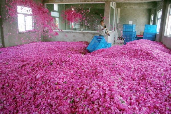 工人在晾晒玫瑰花瓣。