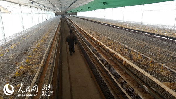 重庆：“陶然居模式” 带动7万农民致富