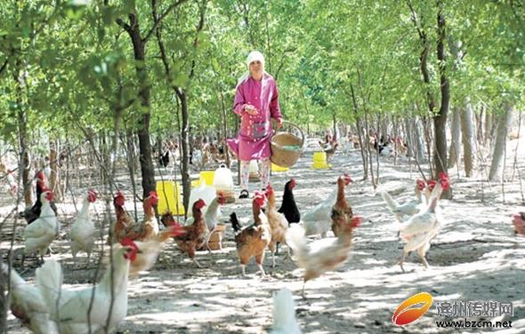 山东无棣县：果园养土鸡 获双重收益