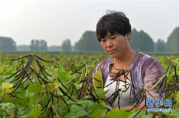 孙萍：职业农民是怎样炼成的