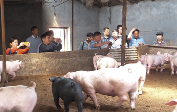 “自然养猪”再传吉林 新疆兄弟带富热心（图：2）