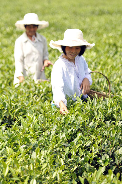 8月14日，山东省郯城县虎崖茶树种植农民合作社社员在采摘“代种茶叶”。
