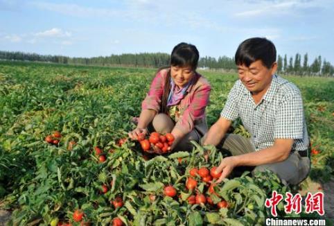 中国最大亨氏番茄种植基地新疆吉木萨尔县2.1万亩亨氏番茄丰收，助农增收