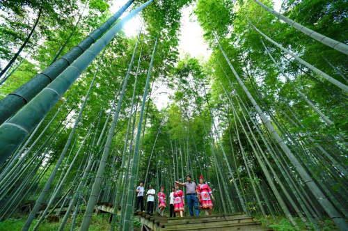 福建建瓯：科技兴竹 脱贫致富