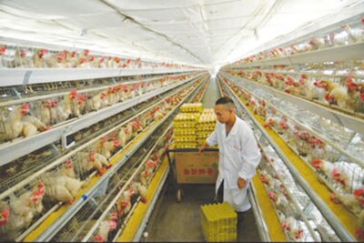 江西遂川县：＂鸡司令＂是怎样炼成的