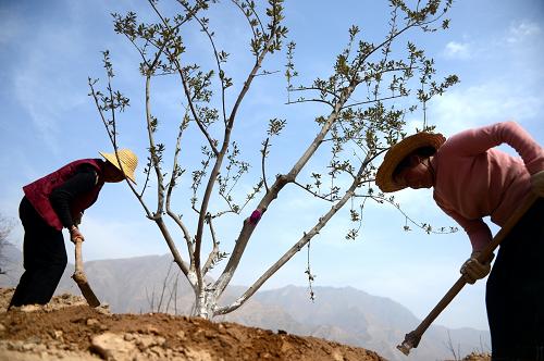3月18日，在甘肃省陇南市武都区白龙江沿岸的山坡上，两名农民在种植油橄榄树。