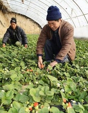 宁夏银川贺兰县：草莓飘香富农家