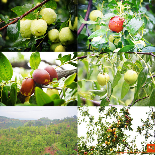 焦继关枣园里，不同种类的枣树挂满红枣
