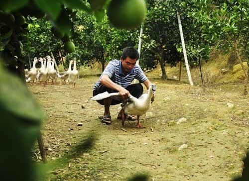 江西安远县：生态养殖狮头鹅变成“金子”