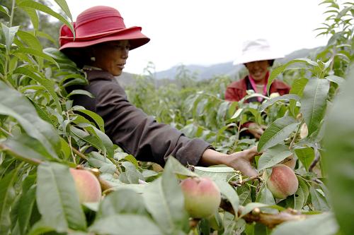 农业援建助西藏农牧民增收致富