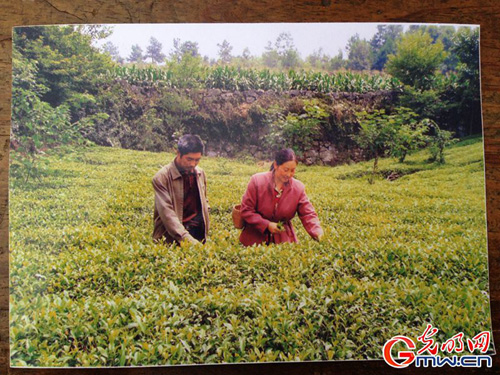 种茶初期，邓德会与丈夫在茶田里劳作