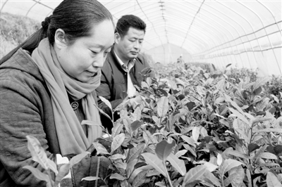 邢台杨素珍夫妇成功引植30亩绿色茶园