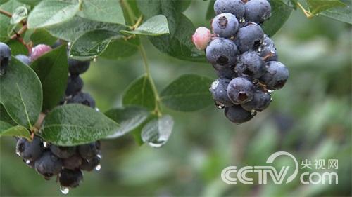 安徽凤阳县：扭转命运的蓝莓《致富经》2