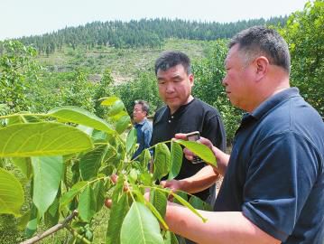 南黄村“第一书记”王乐（左）与村干部一起查看中草药的种植情况