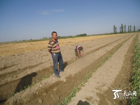 新疆和硕县住村工作组鼓励农民复播“富硒大葱”助增收
