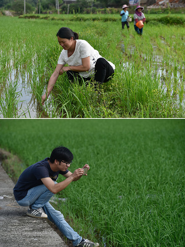 拼版照片：5月3日，梁永英在田里查看水稻长势（上图）；李晓文在拍摄记录水稻生产状况，以便日后分析（下图）。