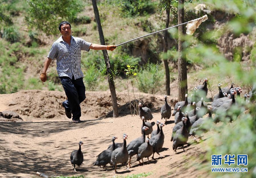 7月29日，在宁夏西吉县震湖乡张撇村，毛志军在放养珍珠鸡