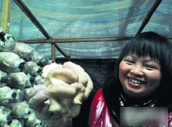 福建泉州：永春小小秀珍菇 农民齐齐来致富