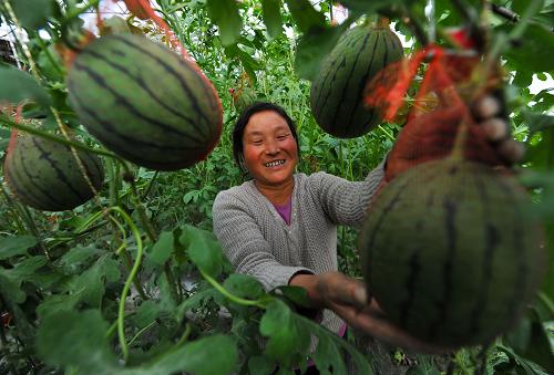 3月18日，延安市宝塔区甘谷驿镇东镇村的农户在温棚里采摘西瓜。