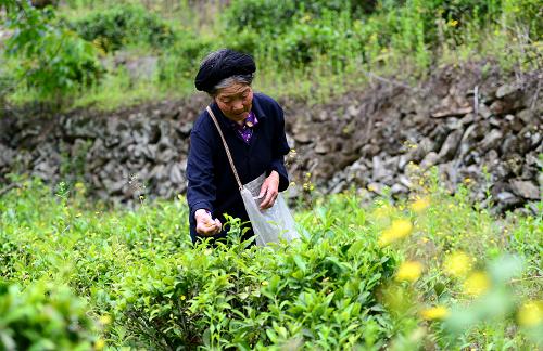 甘肃：茶叶让山区农民走上致富路