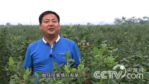 安徽凤阳县：扭转命运的蓝莓《致富经》