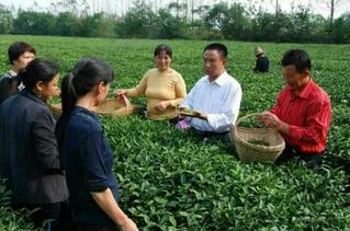 刘祥国在茶园指导茶农采茶。