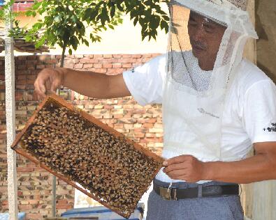 山东滨州：养蜂种枣两不误 枣乡致富带头人