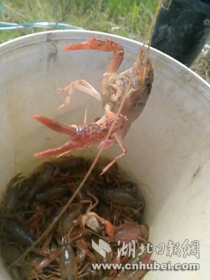 湖北仙桃市40岁农民养殖小龙虾 5亩虾塘卖了6万元