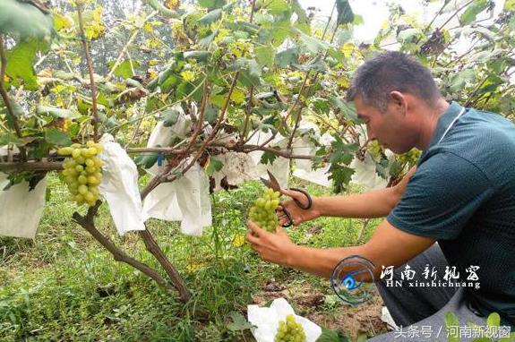 宁陵县逻岗农民种植金手指葡萄走上致富路