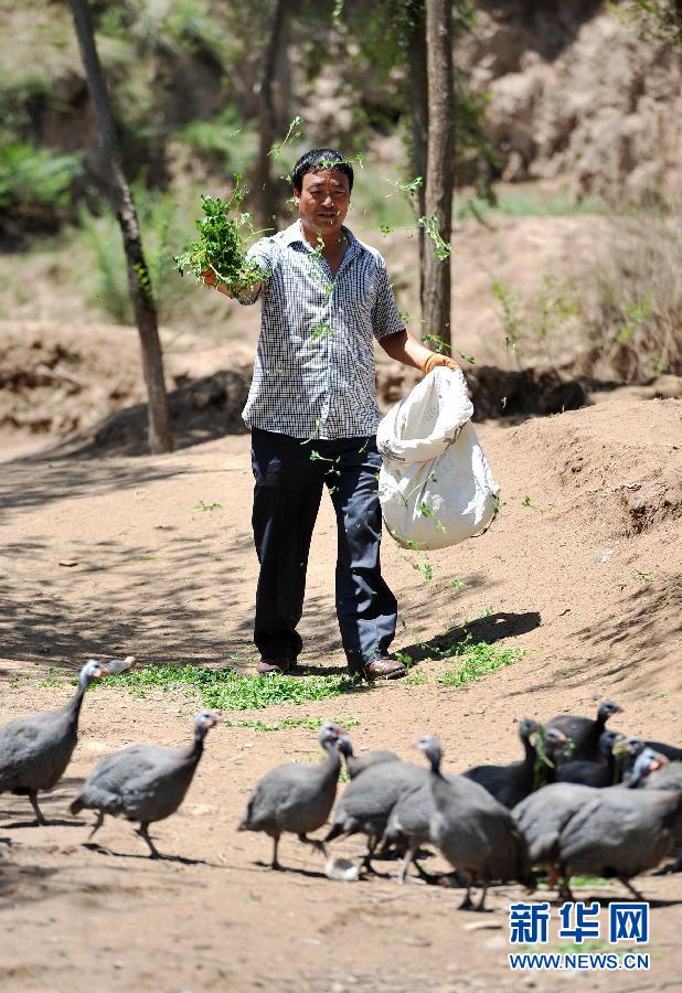 7月29日，在宁夏西吉县震湖乡张撇村，毛志军在给林下散养的珍珠鸡喂苜蓿