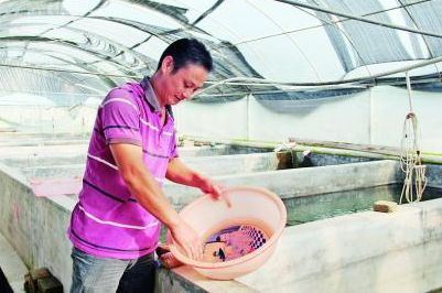 福建：公司带农户，小泥鳅养出大财富