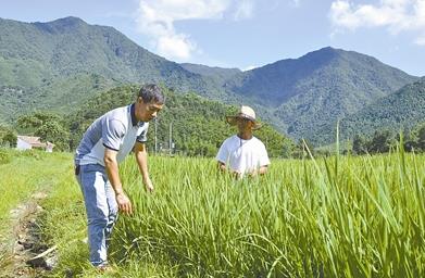 天门山下出好米——记鹰潭市有机水稻种植第一大户周加祥