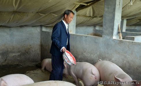 甘肃王河乡：养猪走向致富路――成明和
