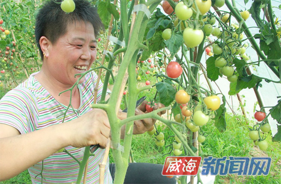 山东田术平成功试种新品种番茄