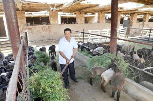 7月10日，艾合买提·杜尕买提正在用新鲜的草料喂羊。