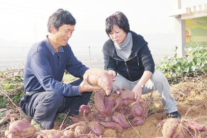 山东济南：地瓜状元的致富经