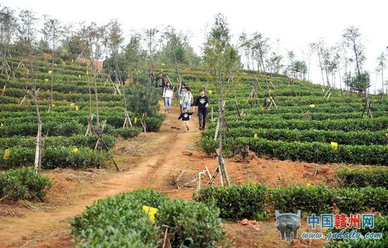 开发山林富百姓 ——赣州市林下经济发展纪实