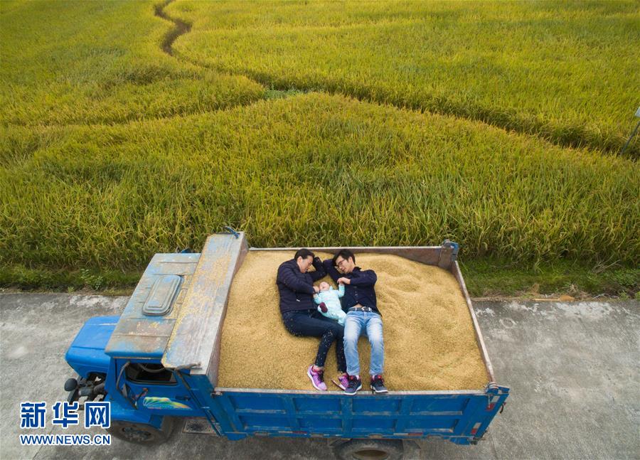 11月8日，在福建省上杭县中都镇军联村聚胜家庭农场，李晓文夫妇带着“二宝”在装满稻谷的农用车上休息。
