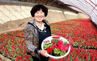 新疆沙湾县：26多万株花卉绽放洪娅楠的美好生活