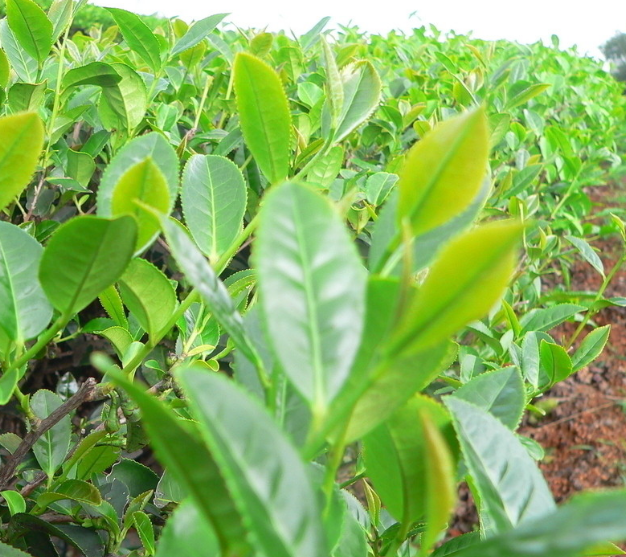 茶树种植成为莱阳农民致富“绿宝”