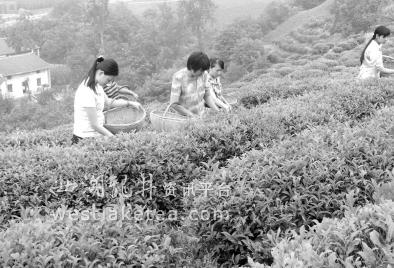 陕西商洛市大力发展茶产业 带动农民增收1.8亿元