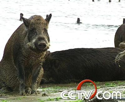 cctv致富经:潜伏三年为野猪